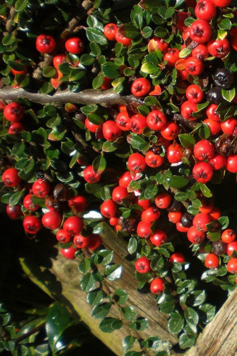 Irga szwedzka Coral Beauty Cotoneaster suecicus P9