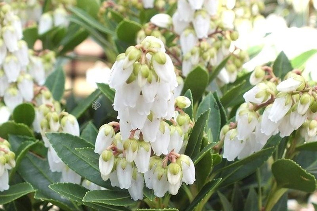 Pieris japoński Sarabande Pieris japonica C1,5