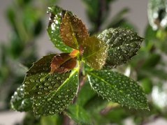 Ostrokrzew Meservy Hackenblau PBR Ilex meserveae C2