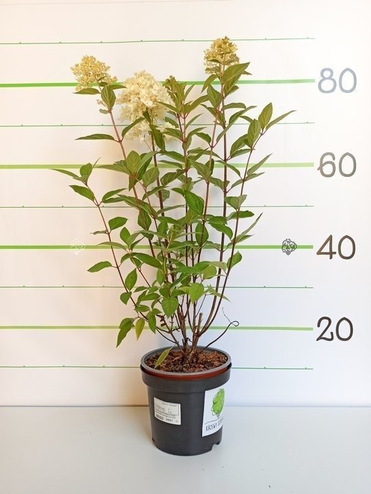 Hortensja bukietowa Magical Sweet Summer PBR Hydrangea paniculata C3