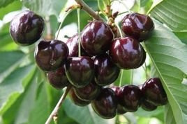 Czereśnia Burlat samopylna Prunus avium