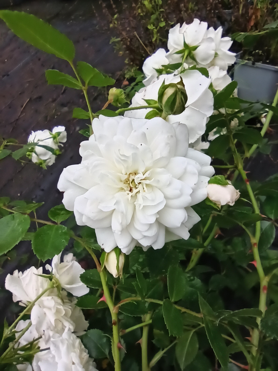 Róża pomarszczona Alba Rosa rugosa C2