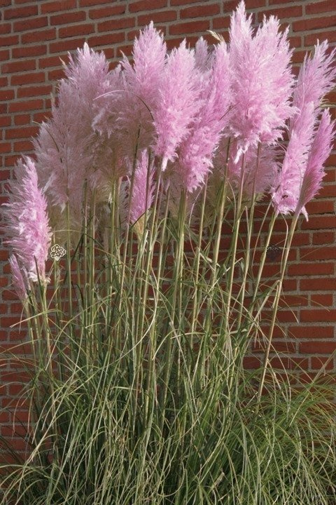 Trawa pampasowa Rosea Cortaderia selloana P9