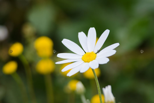 Złocieniec alpejski Chrysanthemum alpinum P9