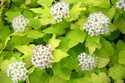 Pęcherznica kalinolistna Dart's Gold Physocarpus opulifolius C3