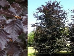Buk pospolity Atropunicea Fagus sylvatica C5