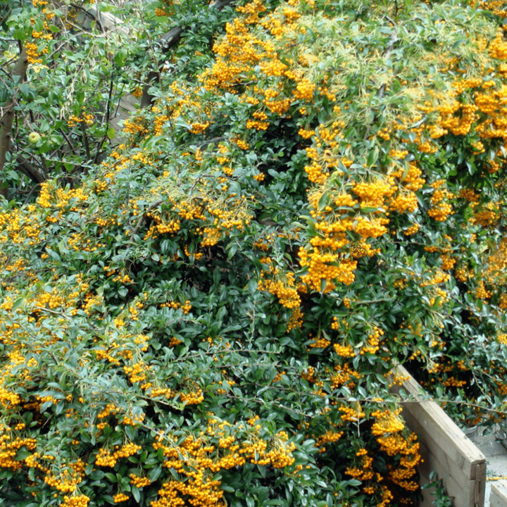 Ognik Golden Charmer Pyracantha P9