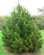 Sosna bośniacka Compact Gem Pinus leucodermis C5
