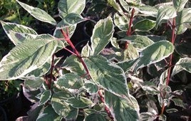 Dereń biały Sibirica Variegata Cornus alba C3