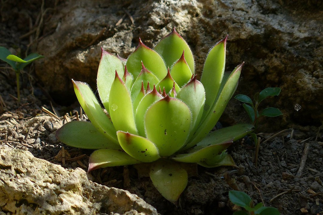 Rojnik Mahogany Sempervivum P9