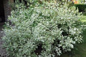 Dereń biały Elegantissima Cornus alba C3
