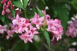 Krzewuszka Rosea Weigela P9