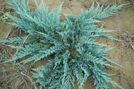 Jałowiec płożący Blue Chip Juniperus horizontalis C5