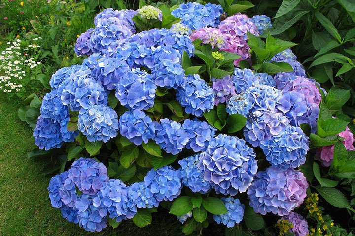 Hortensja ogrodowa Bodensee Hydrangea macrophylla C2