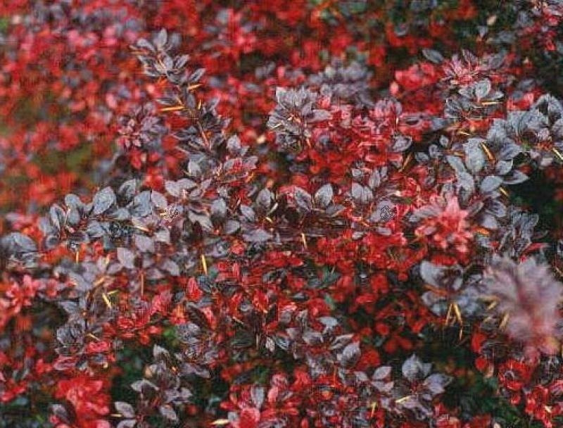 Berberys pośredni Red Jewel Berberis media C2