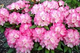 Różanecznik jakuszimański Fantastica Rhododendron yakushimanum C2