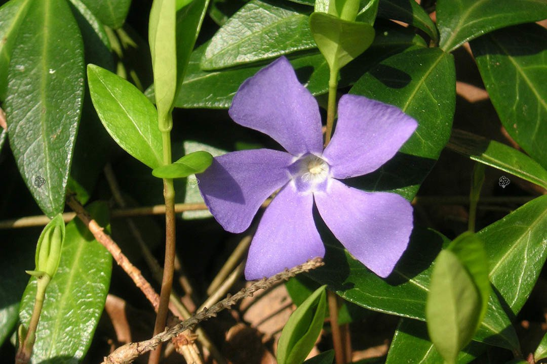 Barwinek pospolity Vinca minor P9