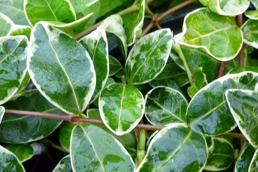 Barwinek pospolity Ralph Shugert Vinca minor P9
