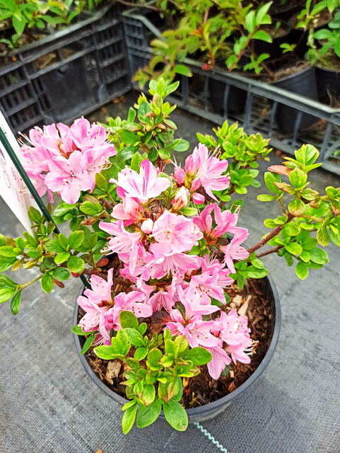 Azalia japońska Kermesina Rose Rhododendron obtusum C2