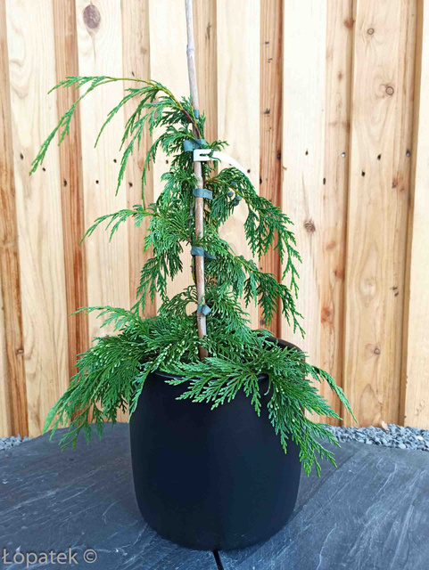 Cyprysik nutkajski Pendula Chamaecyparis nootkatensis C2
