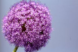 Czosnek olbrzymi Allium giganteum C2