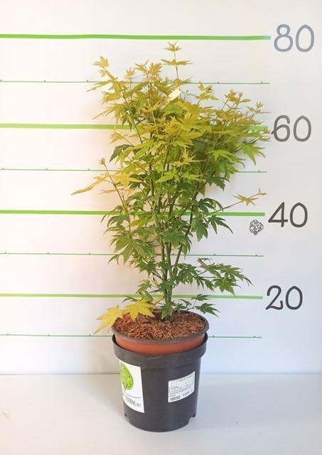 Klon palmowy Orange Dream Acer palmatum C2