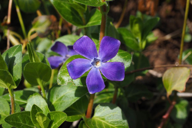 Barwinek pospolity Vinca minor P9