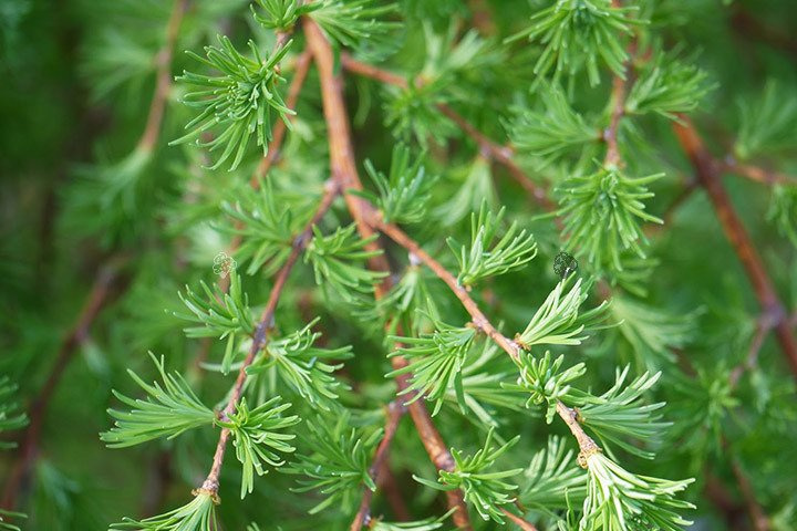 Modrzew japoński Stiff Weeper Larix kaempferi C2