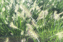 Rozplenica japońska Little Bunny Pennisetum alopecuroides P9