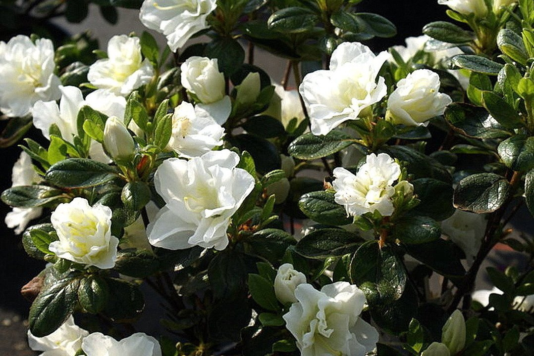 Azalia japońska Schneeperle PBR Rhododendron obtusum C2