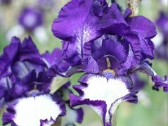 Kosaciec Stepping Out Iris germanica P13