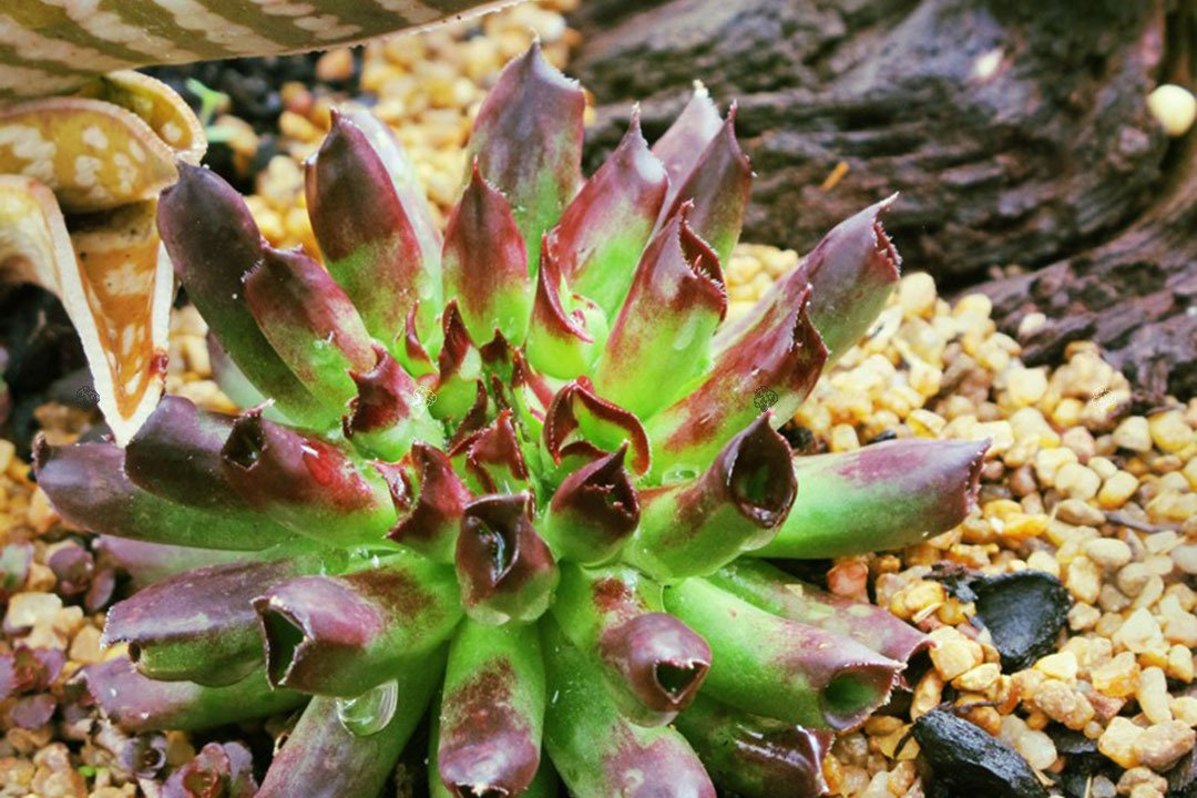 Rojnik Oddity Sempervivum P9
