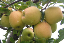 Jabłoń Golden Delicious Malus domestica