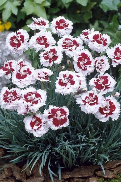 Goździk Alwooda Alice Dianthus allwoodii C3