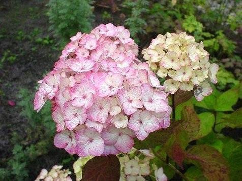 Hortensja piłkowana Preziosa Hydrangea serrata C2