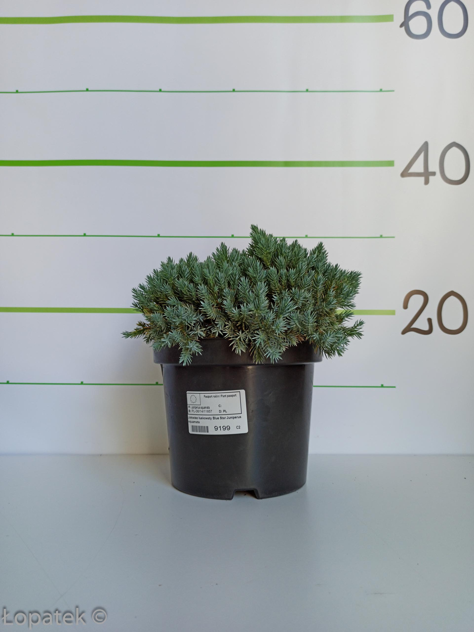 Jałowiec łuskowaty Blue Star Juniperus squamata C2