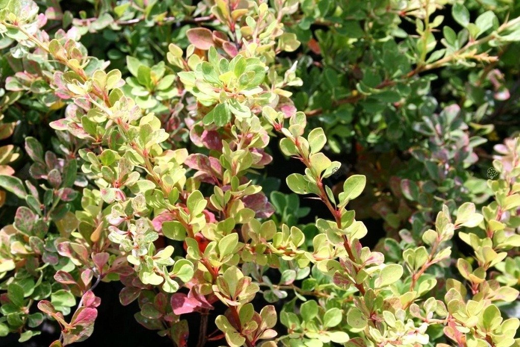 Berberys Thunberga Boum Berberis thunbergii P9