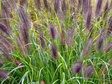 Rozplenica japońska Black Beauty Pennisetum alopecuroides P9