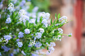 Prusznik Blue Jeans Ceanothus P9
