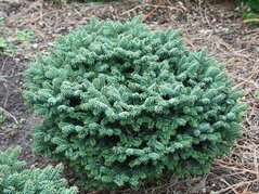 Jodła balsamiczna Kiwi Abies balsamea C2