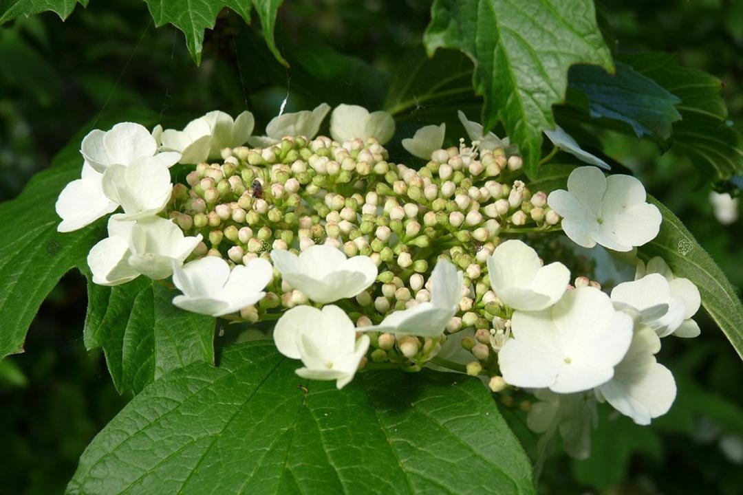 Hortensja dębolistna Sikes Dwarf Hydrangea quercifolia C3