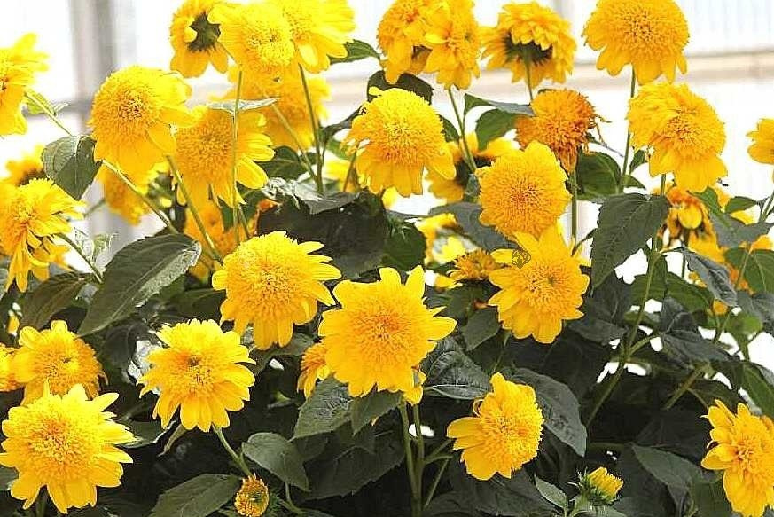 Słonecznik Double Whammy Helianthus C2