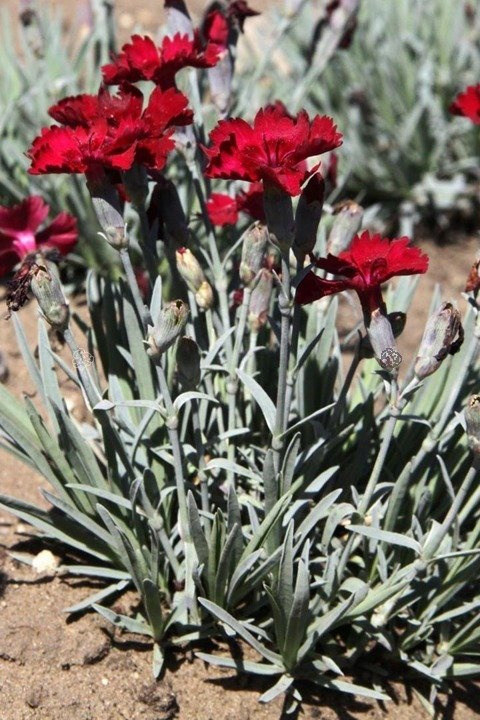 Goździk siny Rubin Dianthus gratianopolitanus P9