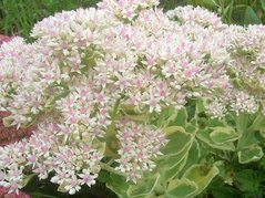 Rozchodnik Frosty Morn Sedum P9