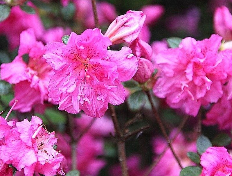 Azalia japońska Petticoat PBR Rhododendron obtusum C2