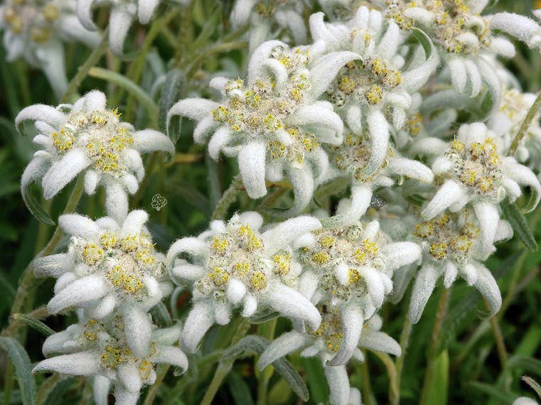Szarotka alpejska Leontopodium alpinum P9