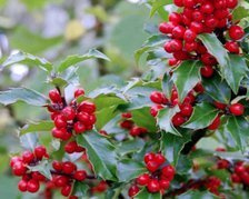 Ostrokrzew Meservy Blue Princess Ilex meserveae C2