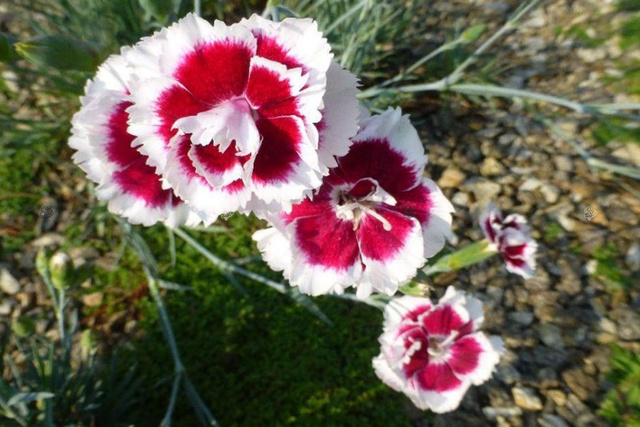 Goździk Alwooda Alice Dianthus allwoodii C3