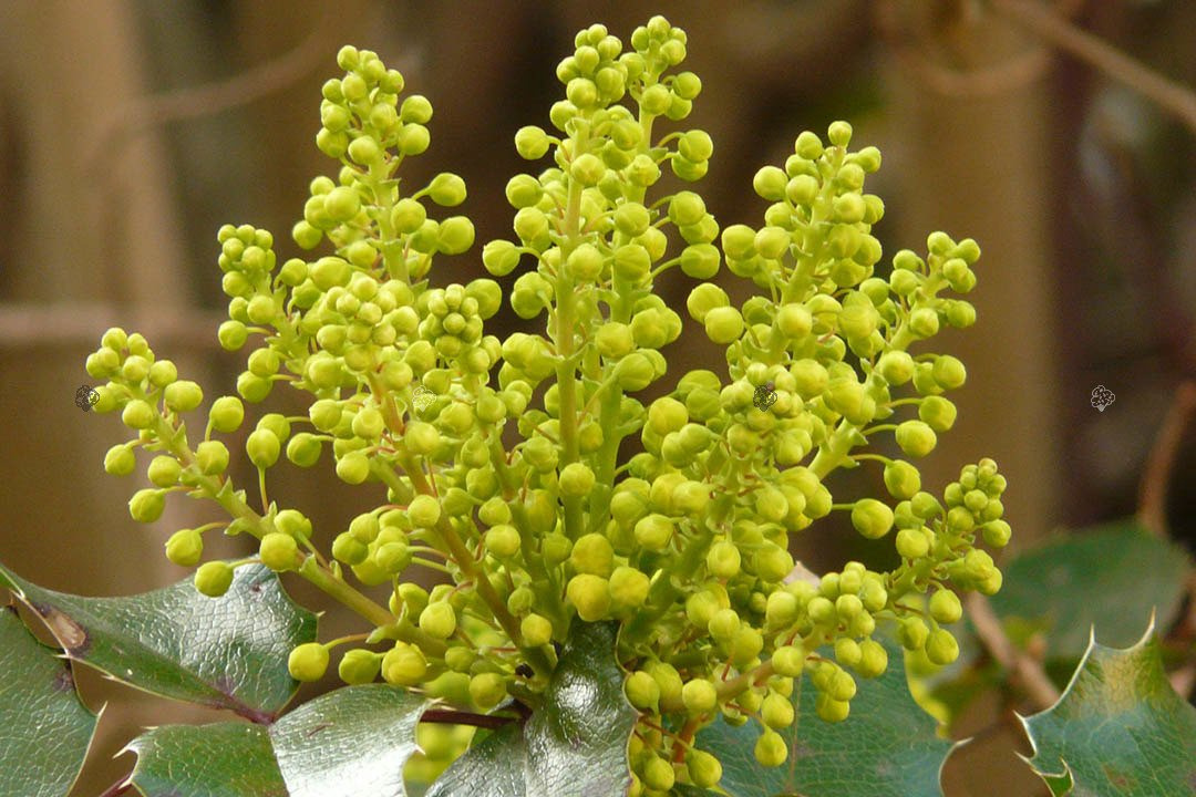 Mahonia pospolita Mahonia aquifolium C2