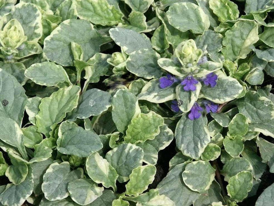 Dąbrówka rozłogowa Variegata Ajuga reptans P9